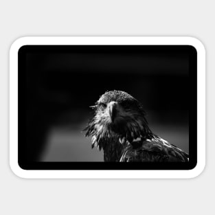 eagle head, black and white Sticker